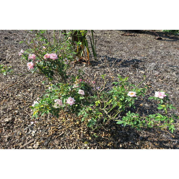 Rosa 'Meitonje' - Sweet Sunblaze minature rose