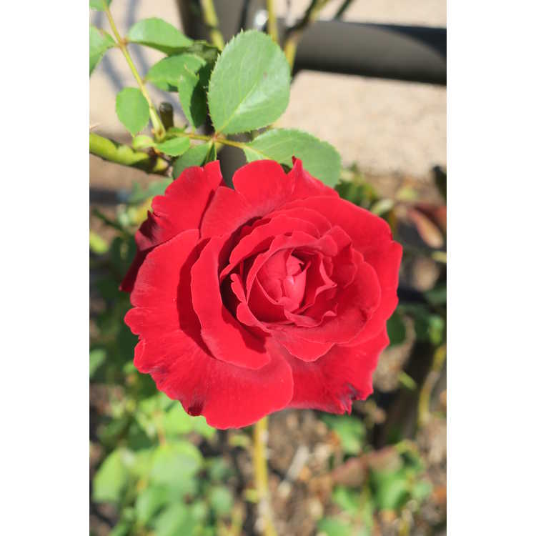 Rosa 'Don Juan' - climbing rose