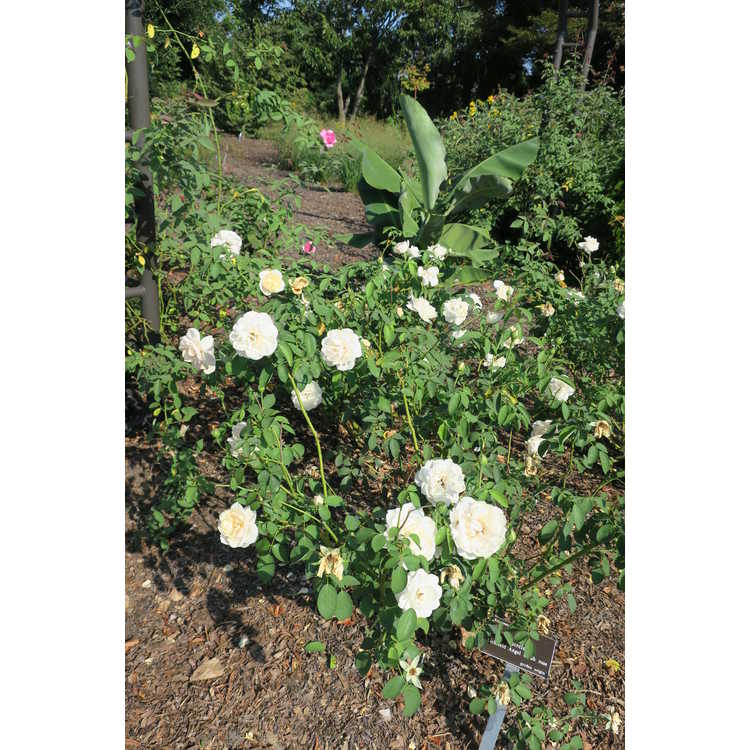 Rosa 'Ausrelate' - Lichfield Angel shrub rose