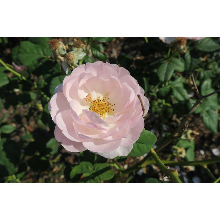 Rosa 'Ausland' - Scepter'd Isle shrub rose