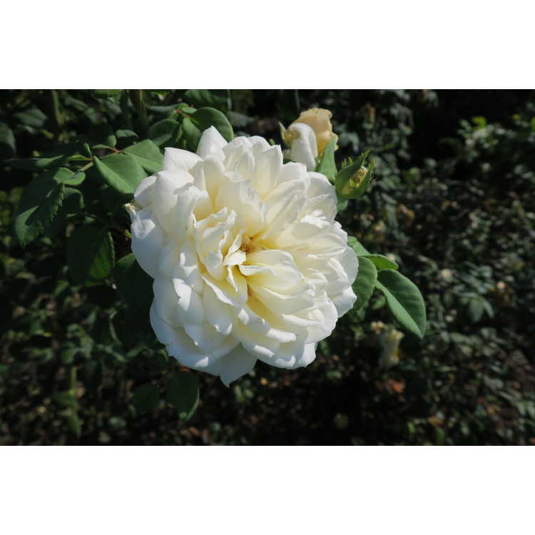 Rosa 'Ausquest' - Crocus Rose shrub rose