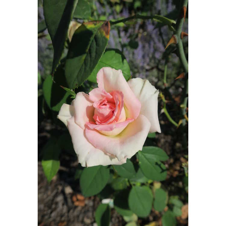 Rosa 'Wekmoomar' - Falling in Love tea rose