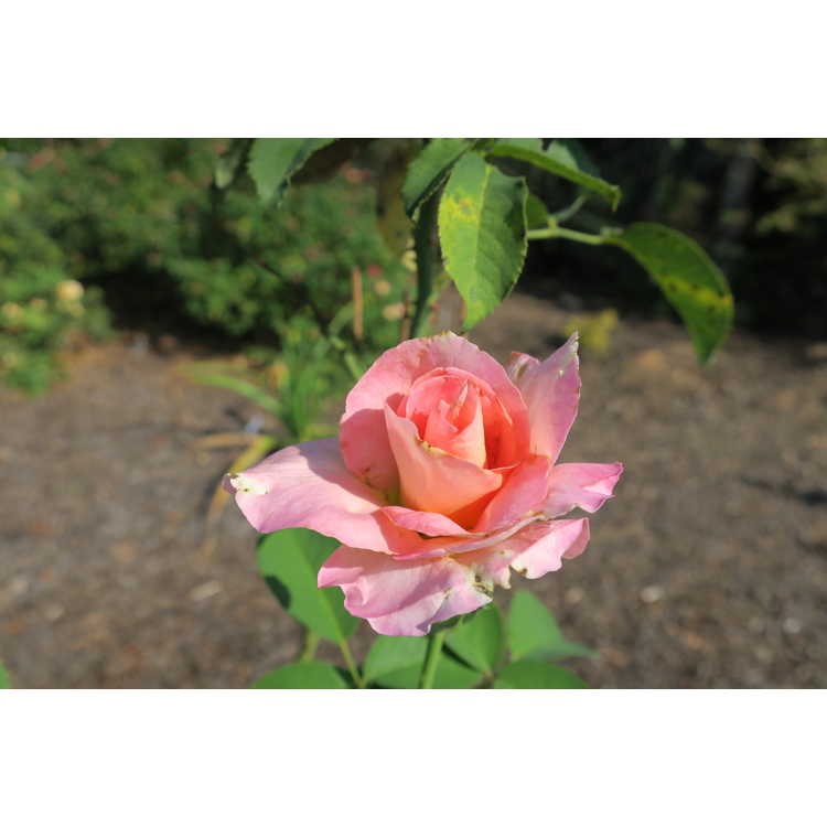 Rosa 'Tiffany' - tea rose