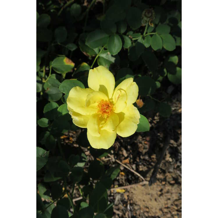 Rosa 'Radsun' - Carefree Sunshine shrub rose