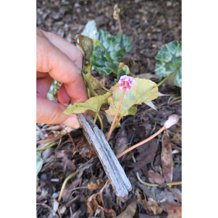 Cyclamen hederifolium pewter arrowhead form