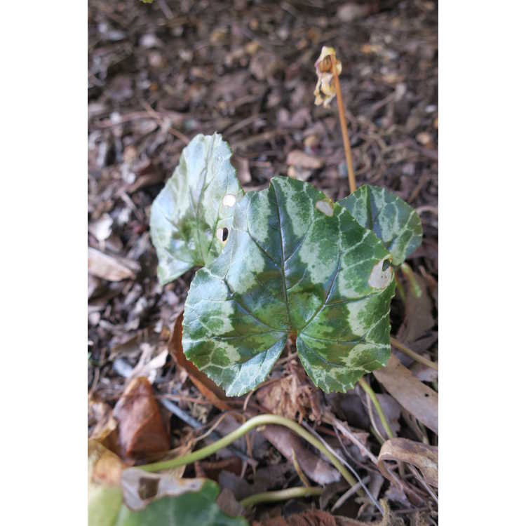 Cyclamen hederifolium (pewter arrowhead form)