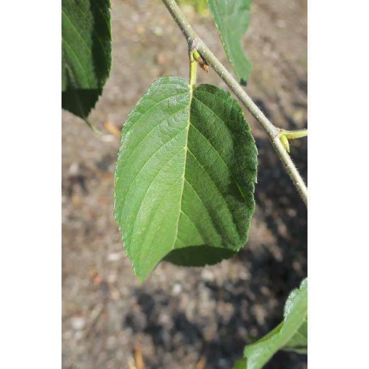 Betula alleghaniensis - yellow birch