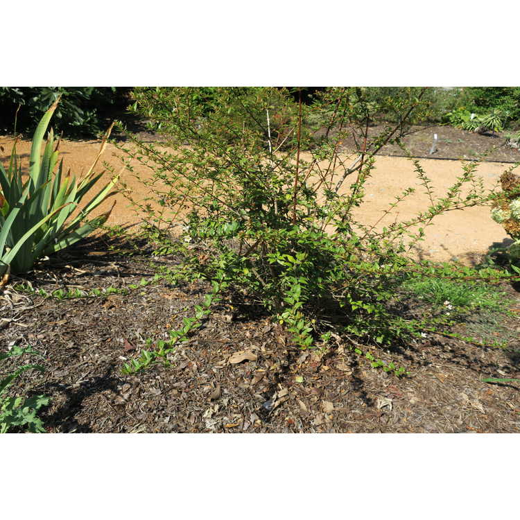 Abelia ×grandiflora 'Minduo1' - Sunny Anniversary glossy abelia
