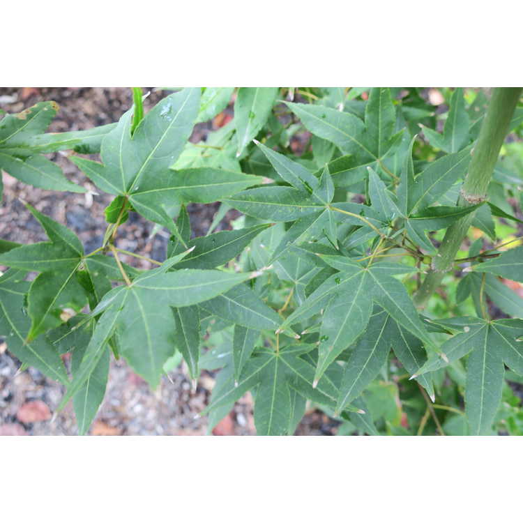 <em>Acer campbellii</em> subsp.<em> sinense</em>