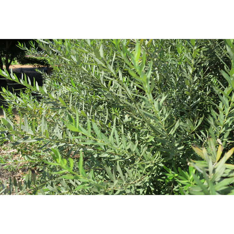 Salix humilis var. tristis - prairie willow