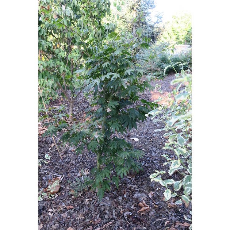 Acer circinatum 'Kisetsu Dore' - compact vine maple