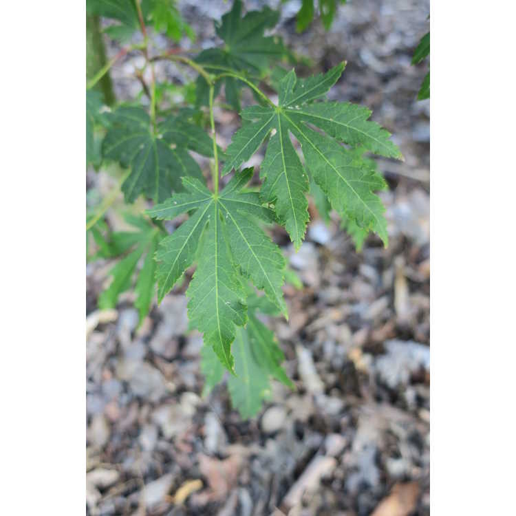 Acer circinatum 'Kisetsu Dore' - compact vine maple