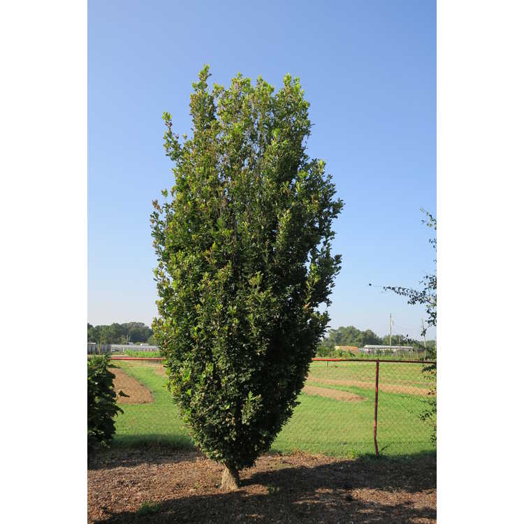 Skinny Genes columnar hybrid oak