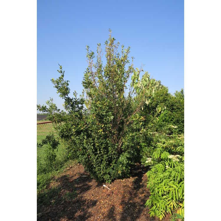 <em>Quercus robur</em> ×<em> Q. alba</em> 'Jfs-kw1qx'