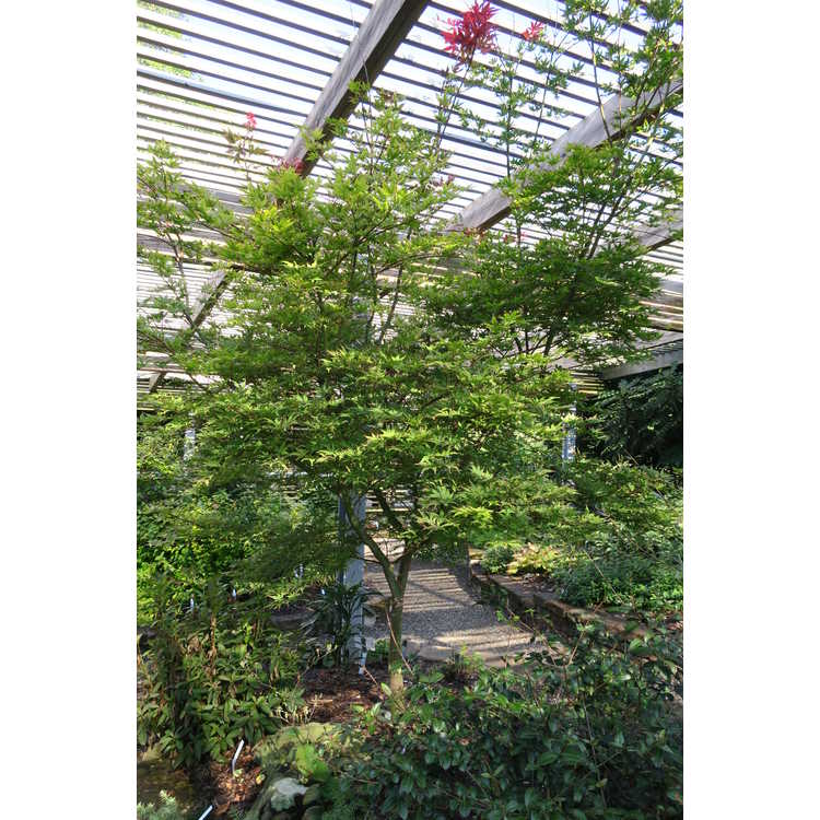 Acer palmatum 'Purple Ghost' - purple-leaf Japanese maple