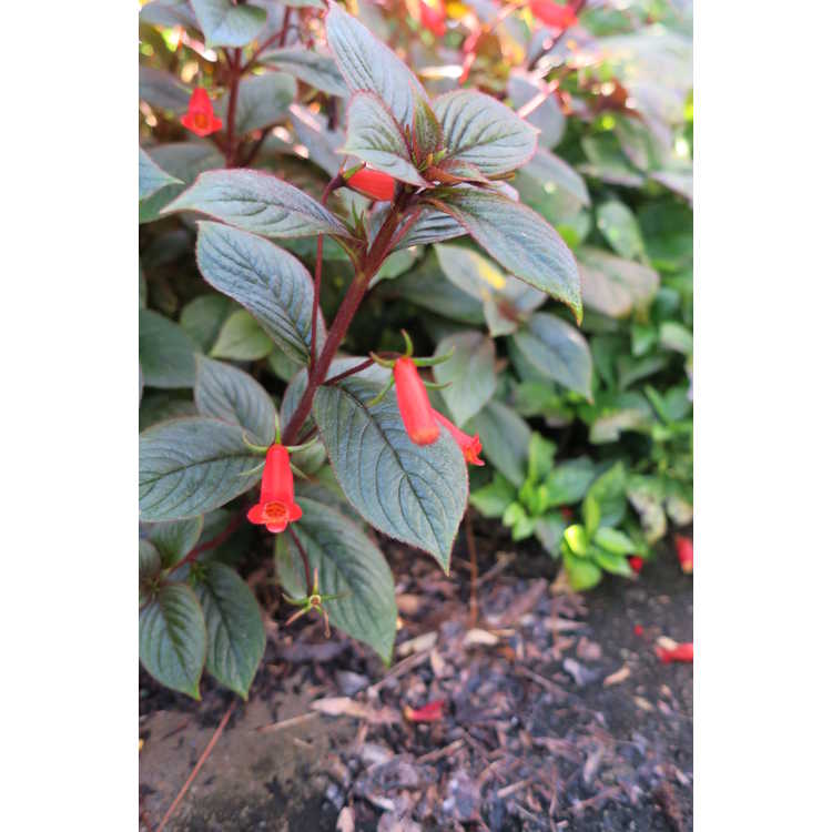 Seemannia Little Red