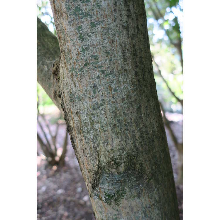 Acer palmatum 'Aoyagi' - green-bark Japanese maple