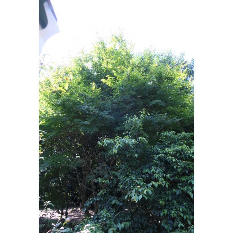 Acer palmatum 'Aoyagi' - green-bark Japanese maple