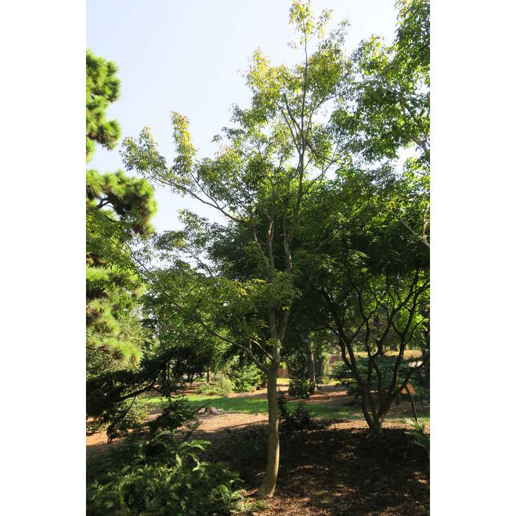 Acer mandschuricum