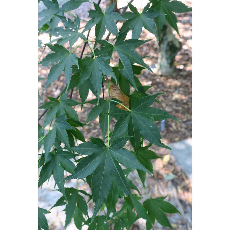 Acer palmatum 'Nishiki Momiji'