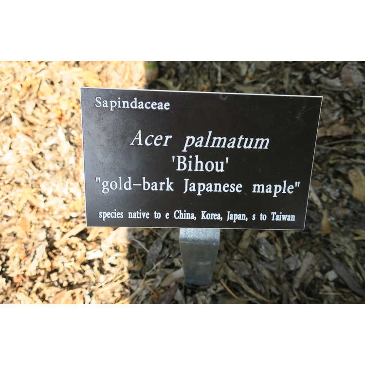 <em>Acer palmatum</em> 'Bihou'