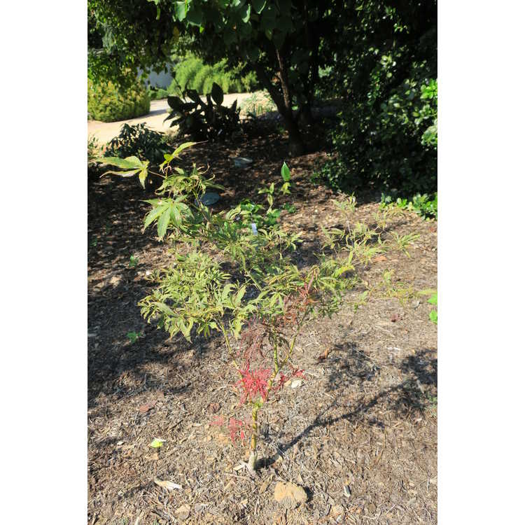 Acer palmatum 'Beni shi en' - variegated Japanese maple