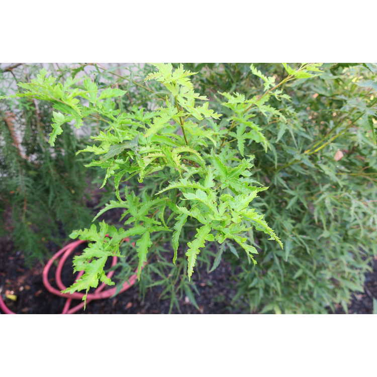 Acer palmatum 'Wabito'