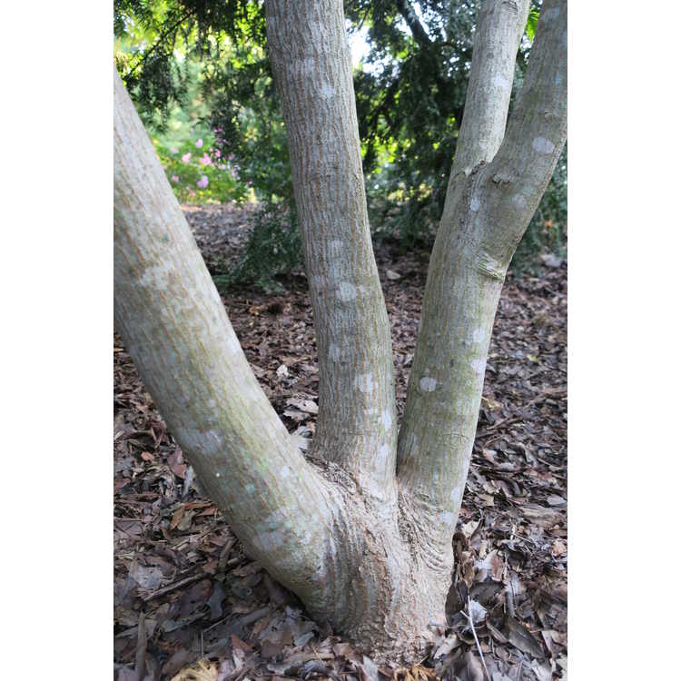 Acer pseudosieboldianum × A. palmatum