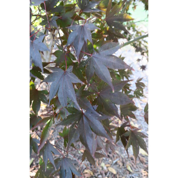 purple-leaf Japanese maple