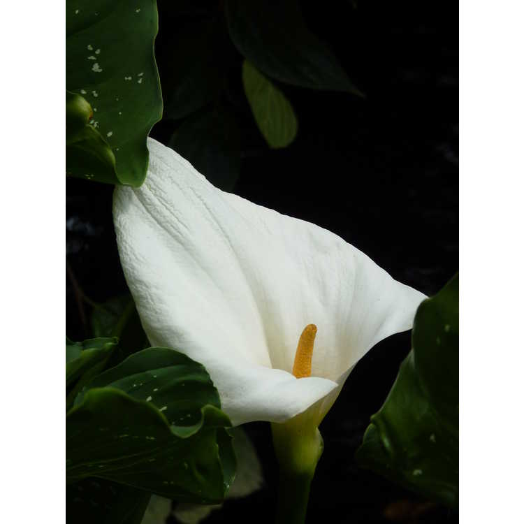 Zantedeschia aethiopica White Giant