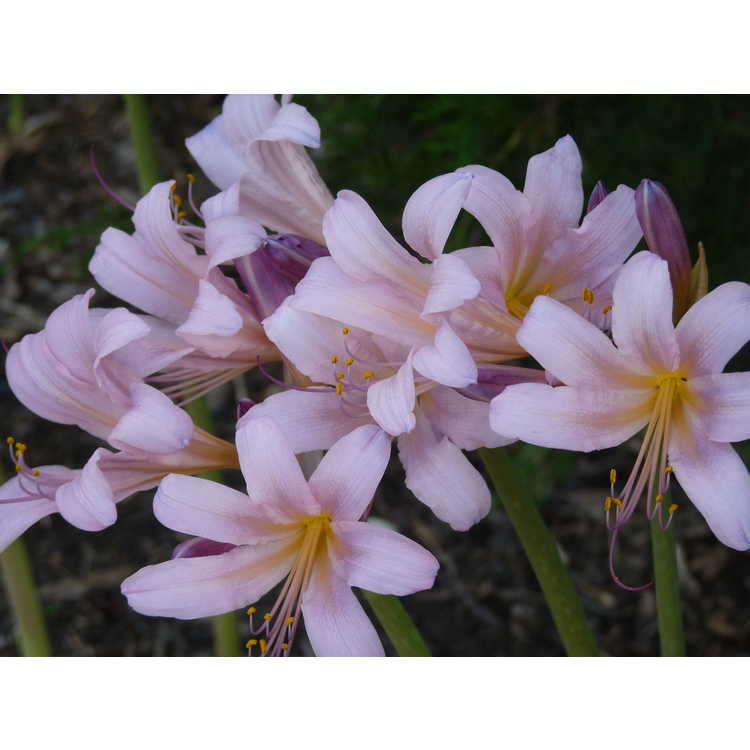 Lycoris squamigera - surprise lily