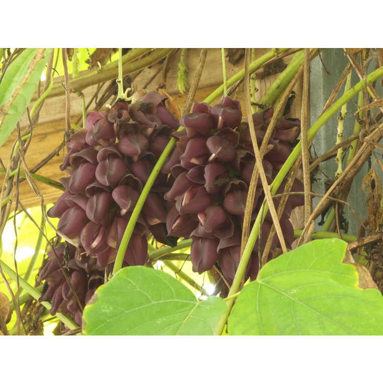 Mucuna cyclocarpa - purple jade vine