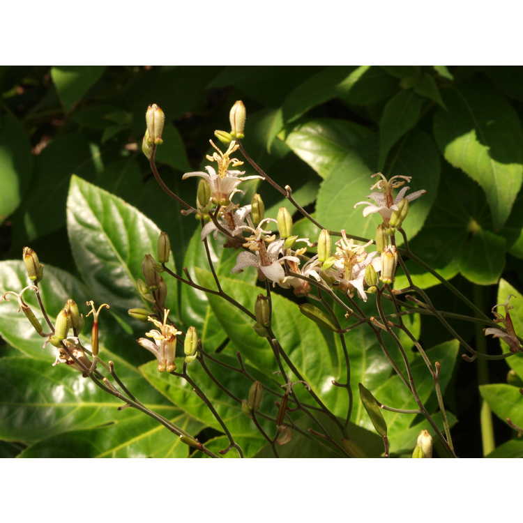 Tricyrtis formosana - toad lily
