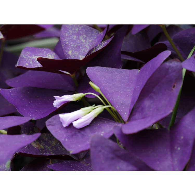 Oxalis triangularis 'Mijke' - purple shamrock