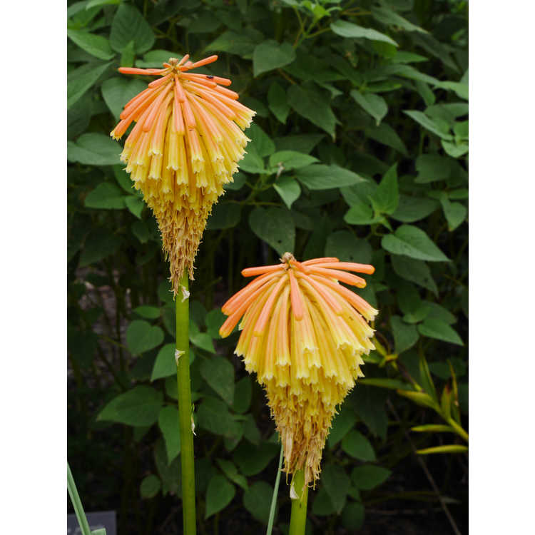 late red-hot poker