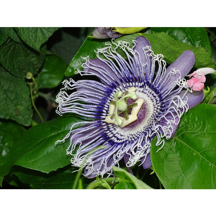 Passiflora 'Elizabeth' - passion flower