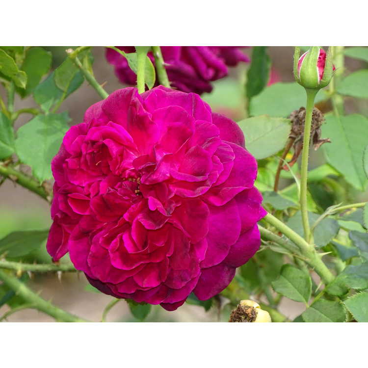 Rosa 'Ausbemard' - Munstead Wood shrub rose