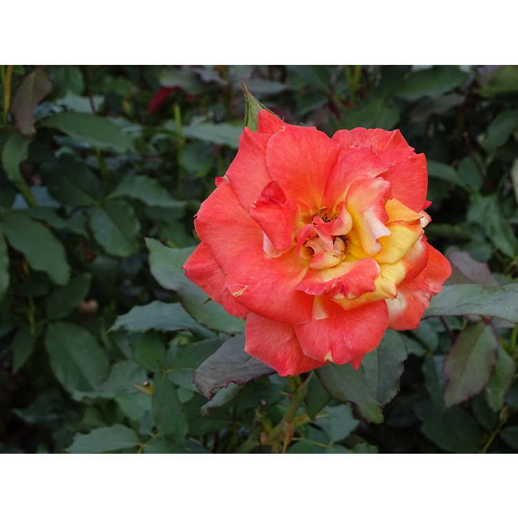 Rosa 'Jacrite' - Rio Samba tea rose