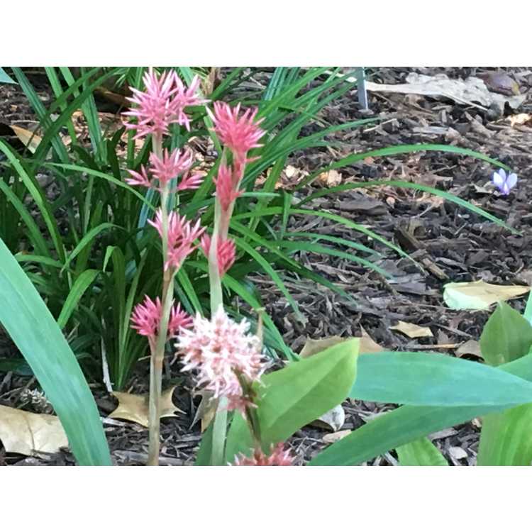 Carex scaposa