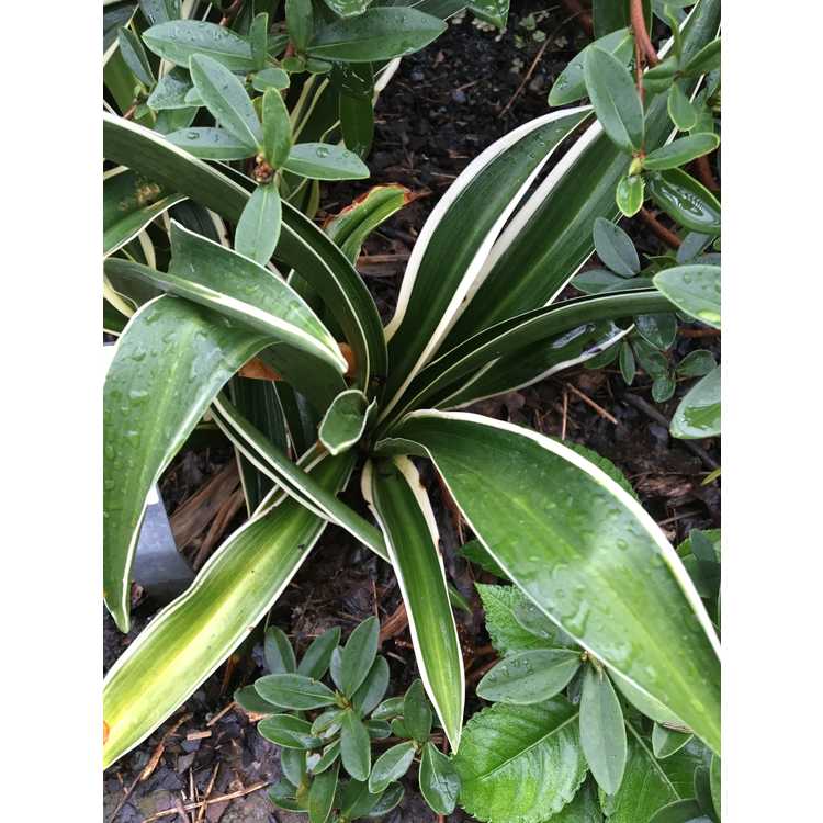 variegated sacred lily