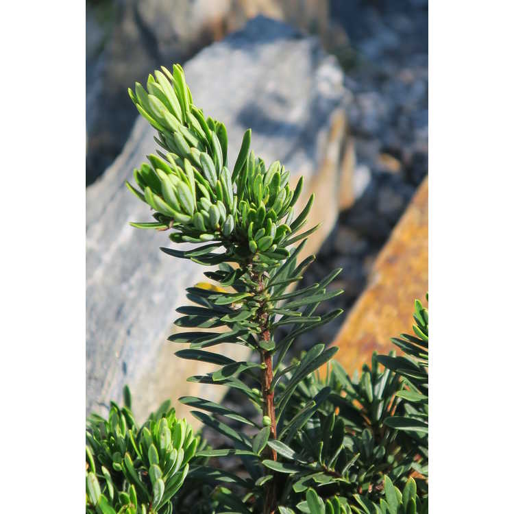 Sedum reflexum 'Blue Spruce' - stonecrop