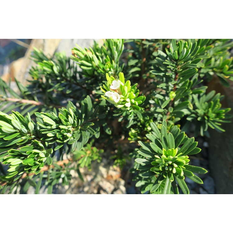 Sedum pinifolium Blue Spruce