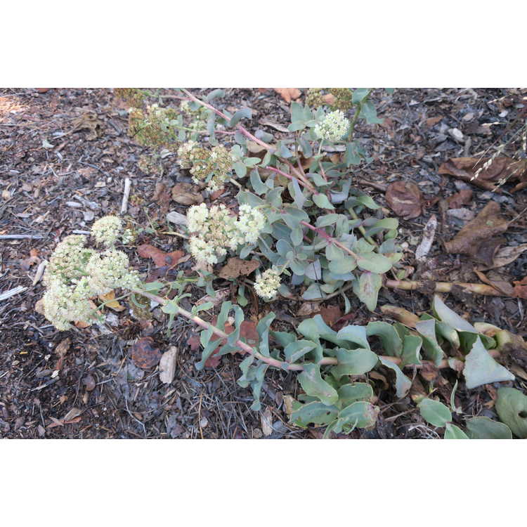 Hylotelephium telephium subsp. ruprechtii 'Hab Grey'