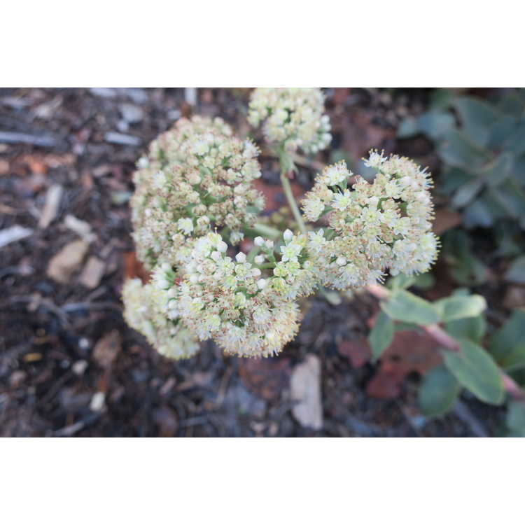 Hylotelephium telephium subsp. ruprechtii 'Hab Grey'