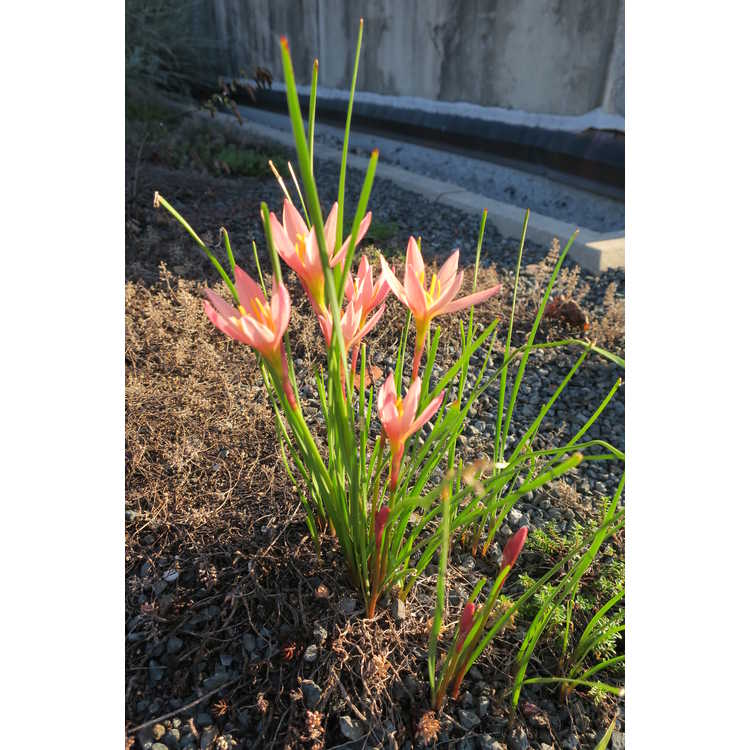 Zephyranthes 'Prairie Sunset' - pink rain-lily