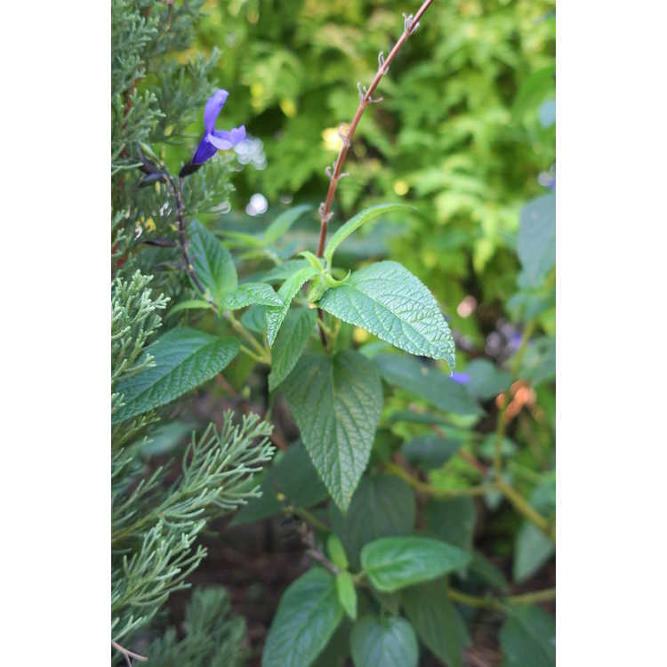 Salvia coerulea 'Black and Bloom' - blue anise sage