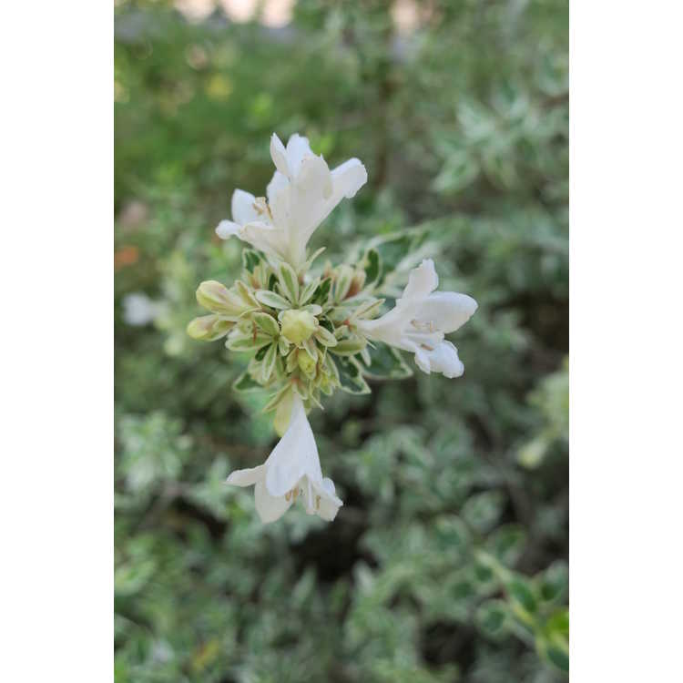 Abelia ×grandiflora 'Radiance' - variegated glossy abelia