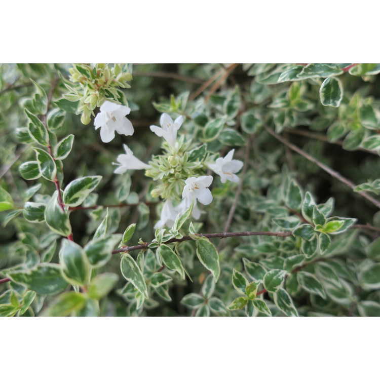 Abelia ×grandiflora 'Radiance'