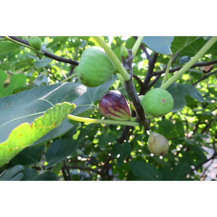 Ficus carica 'LSU Purple'