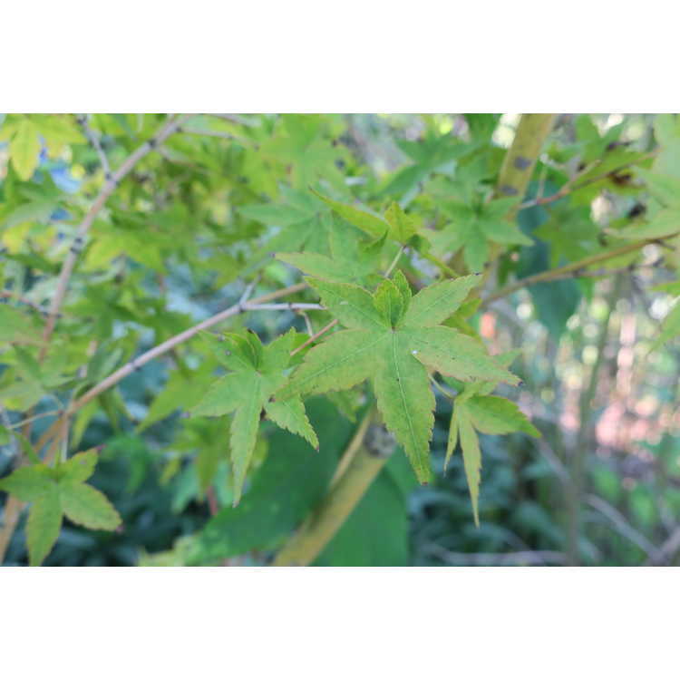 Acer palmatum 'Ueno Yama' - Japanese maple